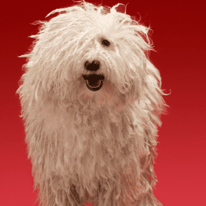 Komondor
