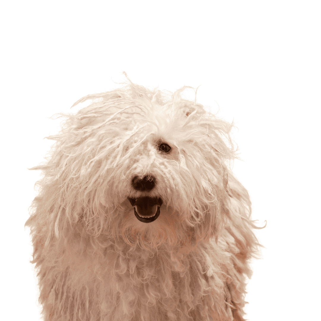 Komondor