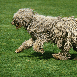 Komondor