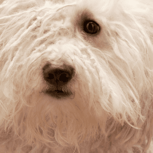 Komondor