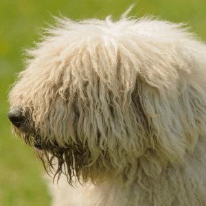 Komondor