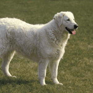 Kuvasz