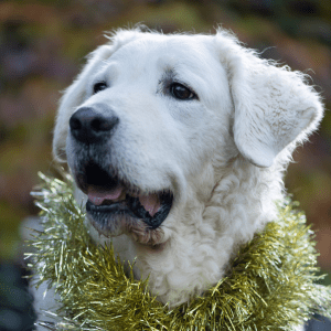 Kuvasz