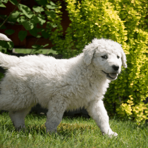 Kuvasz