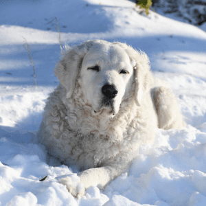 Kuvasz