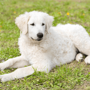 Kuvasz