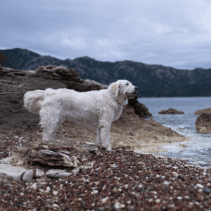 Kuvasz