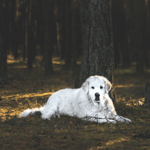Kuvasz