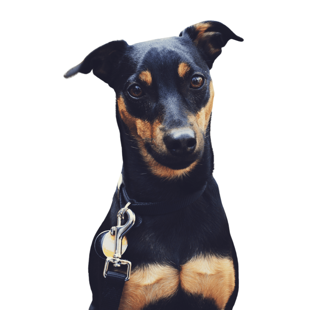 Standard Manchester Terrier