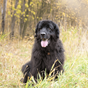 Newfoundland Dog