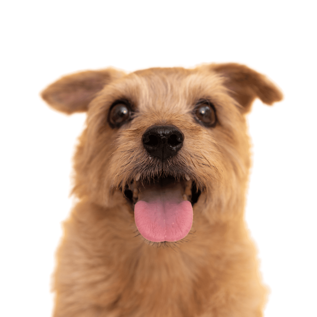 Norfolk Terrier