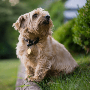 Norfolk Terrier