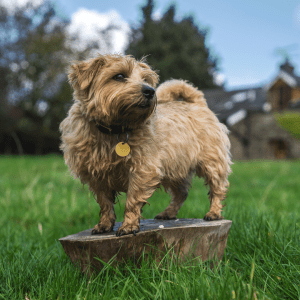 Norfolk Terrier