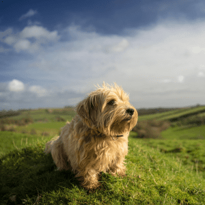 Norfolk Terrier