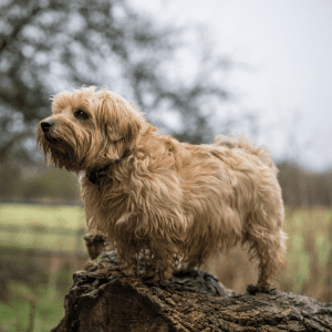 Norfolk Terrier