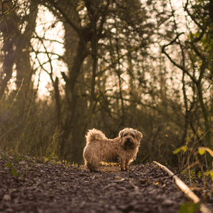 Norfolk Terrier