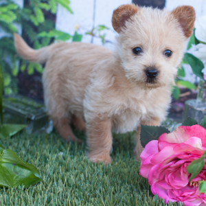 Norwich Terrier