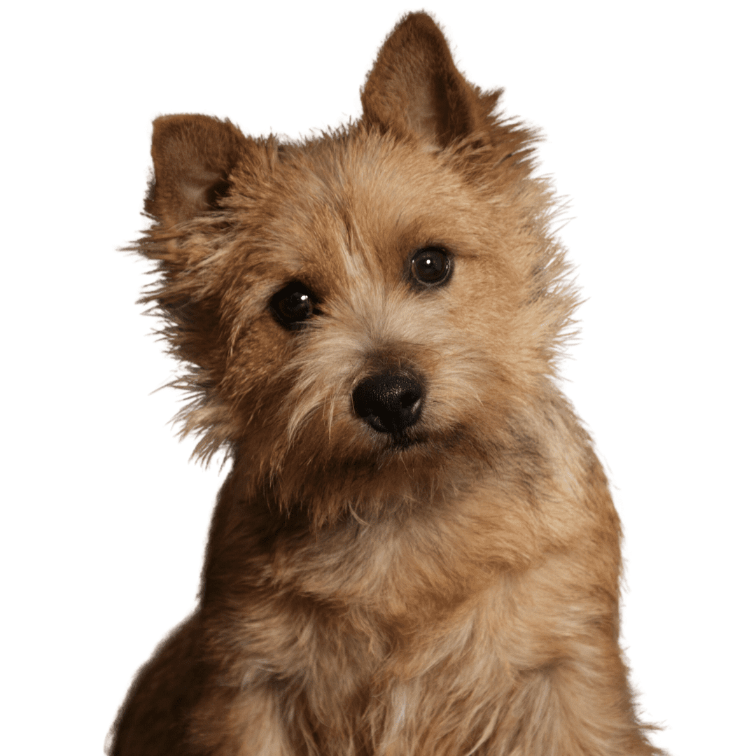 Norwich Terrier