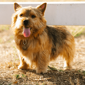 Norwich Terrier