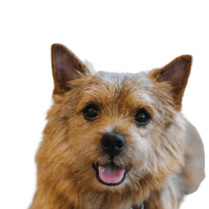 Norwich Terrier