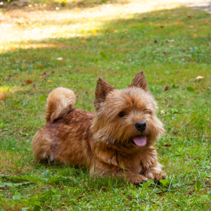 Norwich Terrier