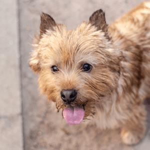 Norwich Terrier