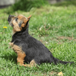 Norwich Terrier