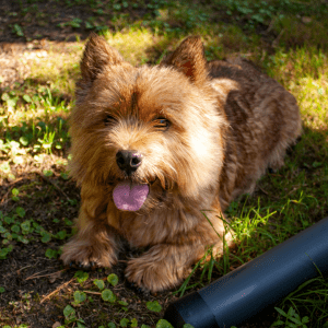 Norwich Terrier