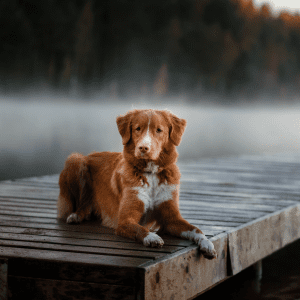 Nova Scotia Duck Tolling Retriever