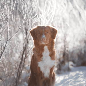 Nova Scotia Duck Tolling Retriever