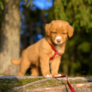 Nova Scotia Duck Tolling Retriever