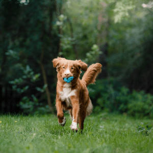 Nova Scotia Duck Tolling Retriever