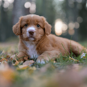 Nova Scotia Duck Tolling Retriever