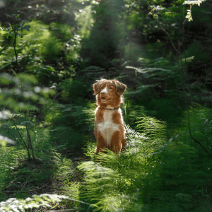 Nova Scotia Duck Tolling Retriever