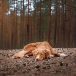 Nova Scotia Duck Tolling Retriever
