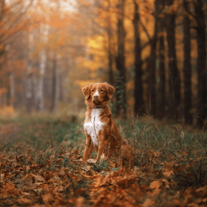 Nova Scotia Duck Tolling Retriever