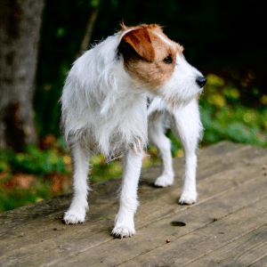 Parson Russell Terrier