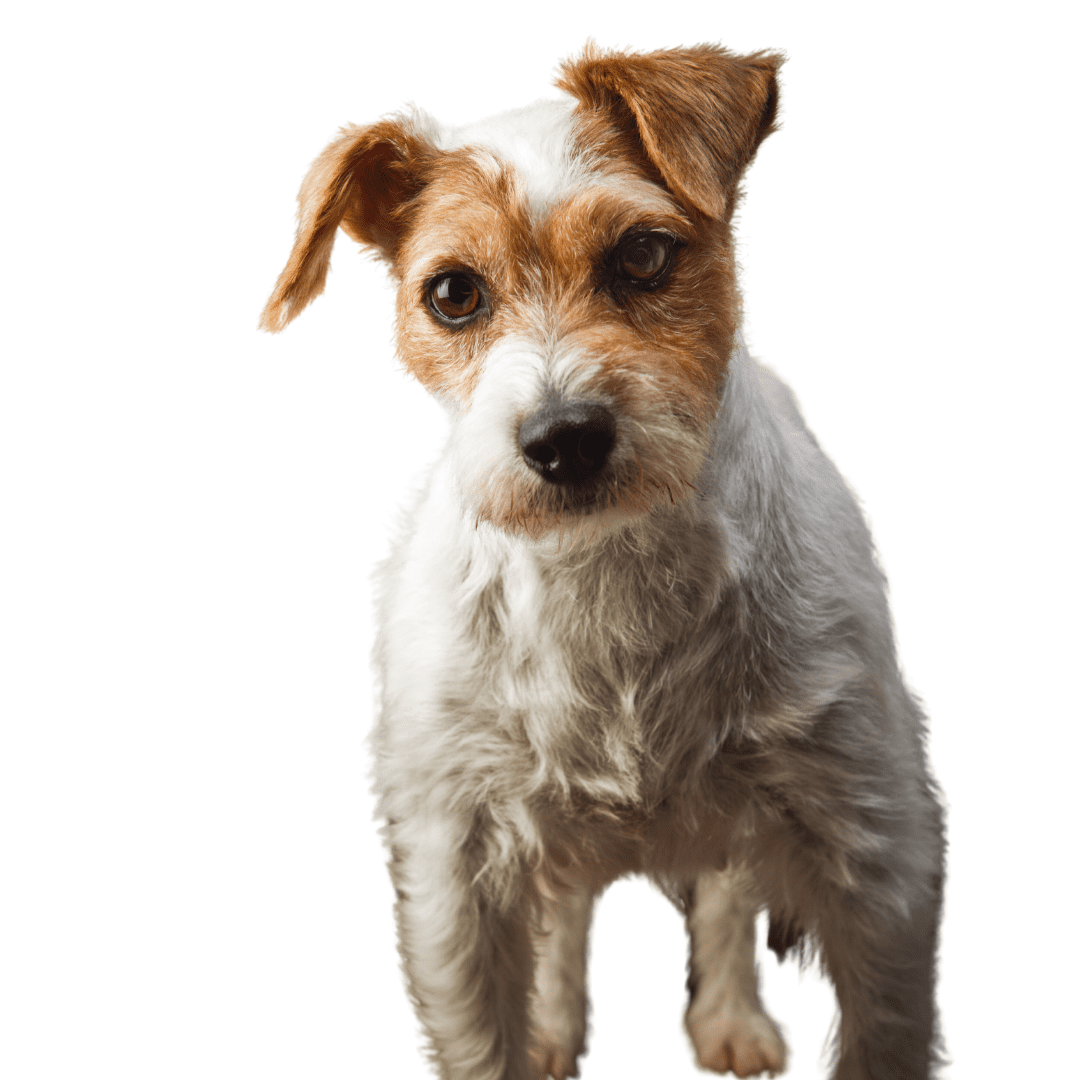 Parson Russell Terrier