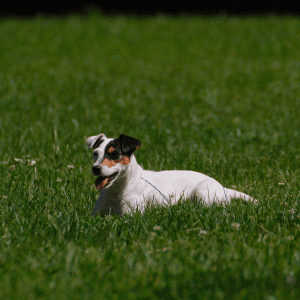 Parson Russell Terrier