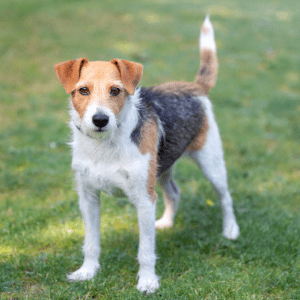 Parson Russell Terrier
