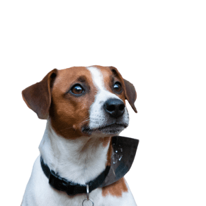 Parson Russell Terrier