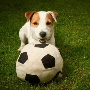 Parson Russell Terrier