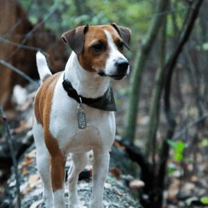 Parson Russell Terrier