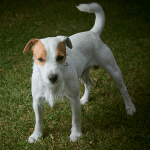Parson Russell Terrier