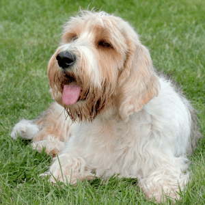 Petit Basset Griffon Vendéen