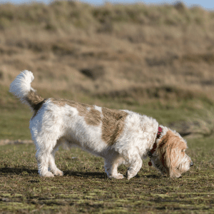 Petit Basset Griffon Vendéen
