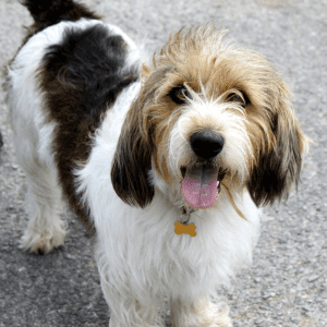 Petit Basset Griffon Vendéen