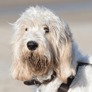 Petit Basset Griffon Vendéen
