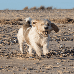 Petit Basset Griffon Vendéen