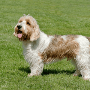 Petit Basset Griffon Vendéen